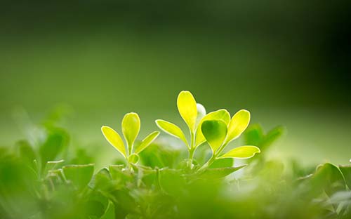 北京朝陽區(qū)雅思培訓機構推薦學校